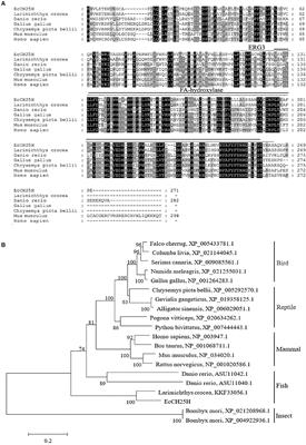 Fish Cholesterol 25-Hydroxylase Inhibits Virus Replication via Regulating Interferon Immune Response or Affecting Virus Entry